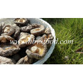 Smooth Shiitake Champignons 1kgs Pack avec bouchon 4-6cm et sans tige